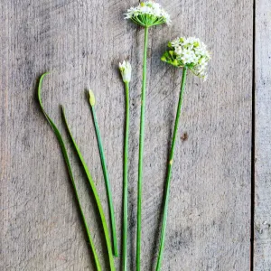 Geisha Garlic Chives