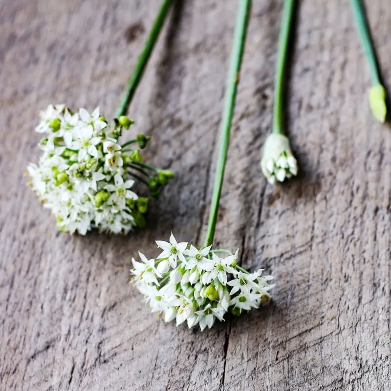 Geisha Garlic Chives