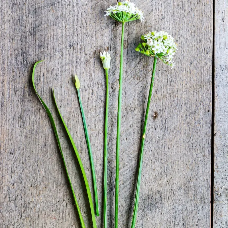 Geisha Garlic Chives
