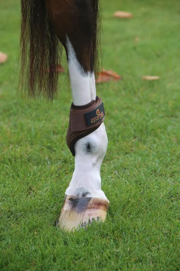 Young Horse Fetlock Boots